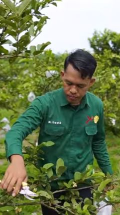 Raih Omzet Rp60 Juta per Bulan, Intip Kisah Sukses Petani Jambu Kristal di Kabupaten Kampar Riau