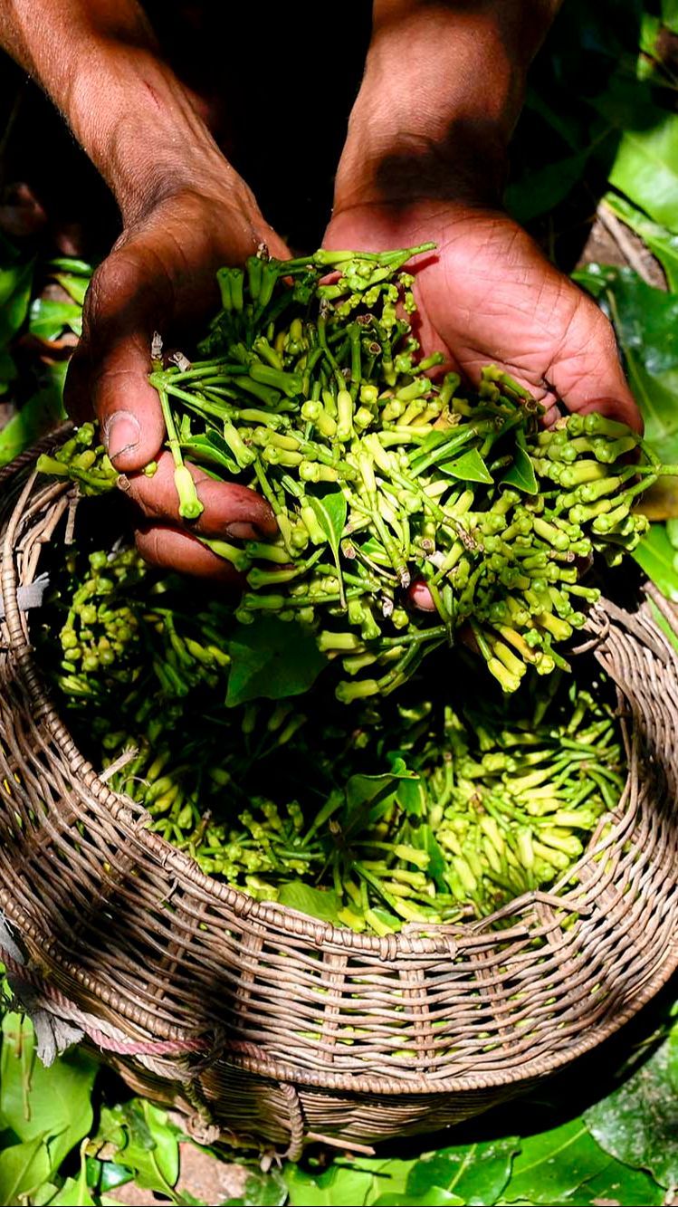 FOTO: Geliat Petani Memetik Cengkih Saat Masa Panen di Aceh