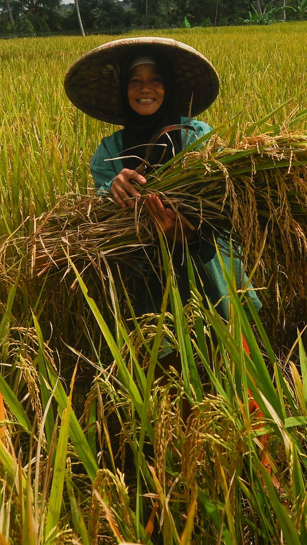 FOTO: Petani Padi Semringah Harga Gabah Kering Naik