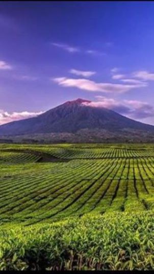 Ada Cerita Pohon Bolong dan Sosok Naga Raksasa, Ini Mitos Gunung Kerinci di Provinsi Jambi