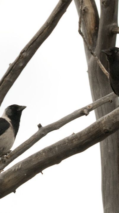 9 Burung Terpintar di Dunia, Bahkan Ada yang Doyan Tipu-Tipu