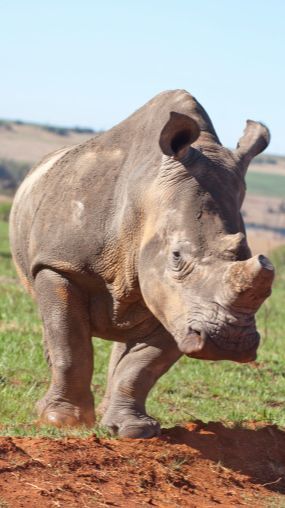 Apakah Benar Badak Keturunan Dinosaurus Jenis Triceratops?