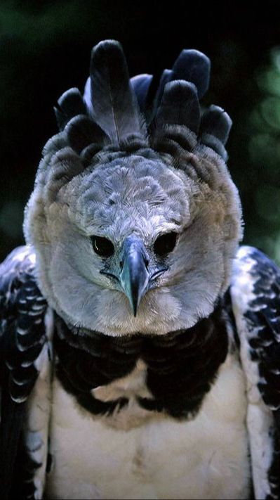 10 Burung Terkuat di Bumi, Ada yang Mampu Terbang dan Angkat Beban 18 Kg!