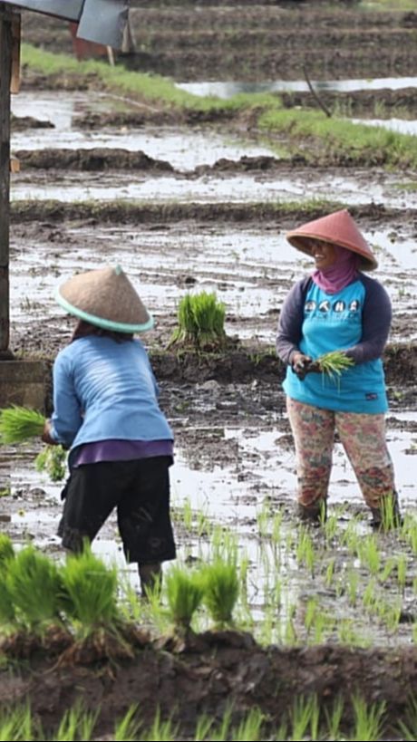 Petani Respons Pengamat Terkait Pupuk Subsidi: Tambahan Anggaran Pupuk Sentuh Akar Masalah Kami