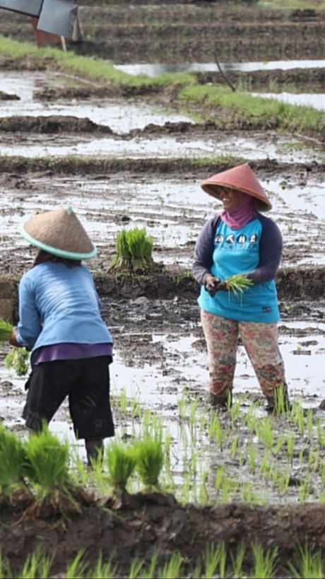 Anggaran Subsidi Pupuk Ditambah Rp14 Triliun, Mekanisme Penebusan Hanya Pakai KTP