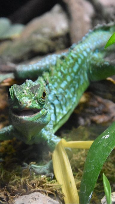 Fakta Kadal Basilisk, Hewan yang Mampu Berenang dan Berlari di Atas Air