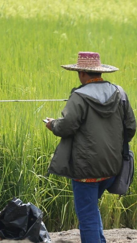 Penampakan Gurun Pasir Disulap jadi Sawah, Padi Tumbuh Subur Dikelola Warganya