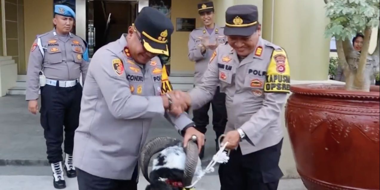 Unik, Kapolres Serang Beri Hadiah Domba Untuk Anggotanya yang Pensiun 'Bapak Mau Kembali Ke Masyarakat, Saya Kasih yang Jantan'