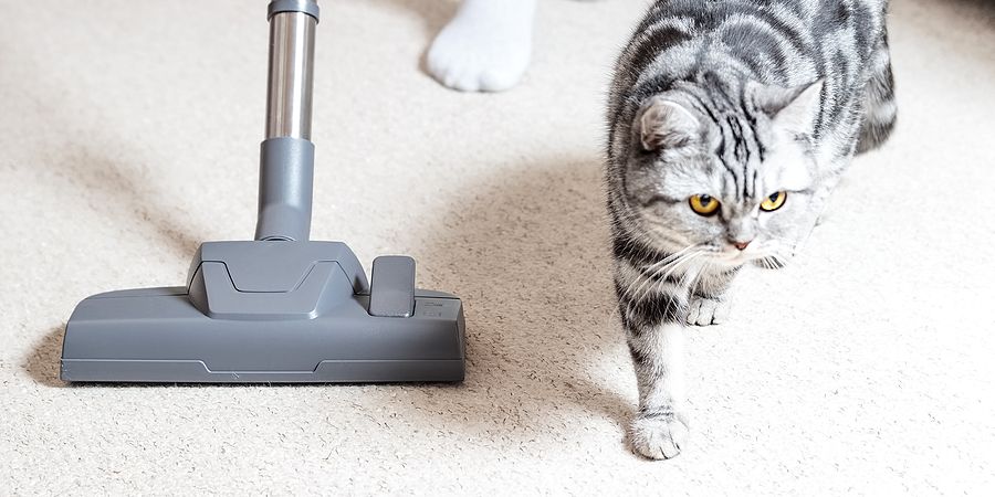 9 Trik Ampuh Menghilangkan Bulu Kucing dari Karpet yang Jarang Diketahui Orang, Salah Satunya Pakai Bahan Dapur Ini