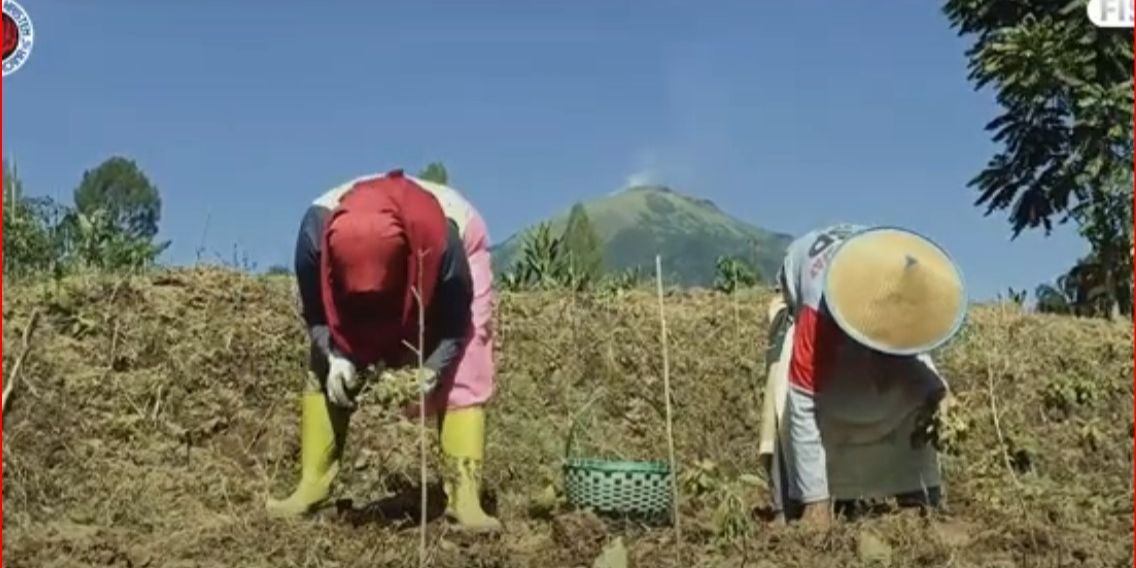 Curhat Petani yang Khawatir Harga Tembakau Turun Gara-Gara Aturan Ini