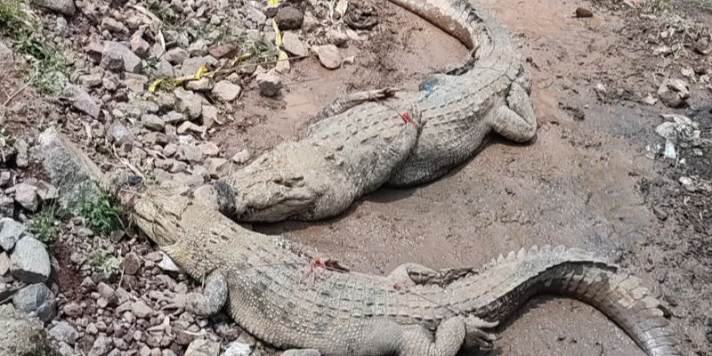 Banyak Buaya Bermunculan ke Darat, Petugas Sebut Musim Kawin dan Bertelur