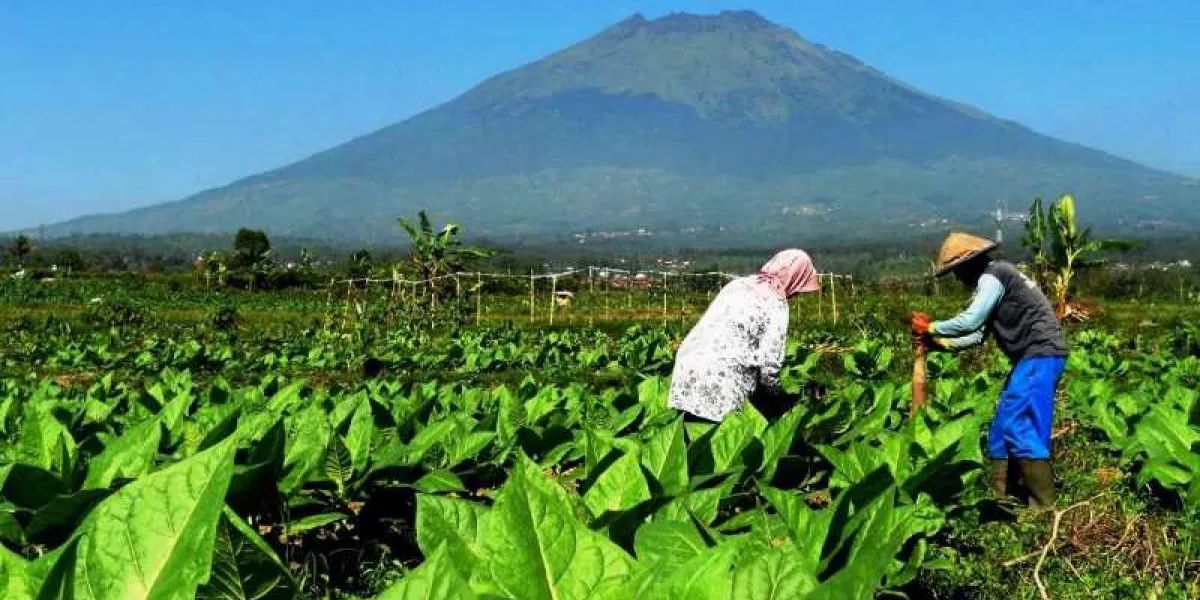 Banyak Tantangan Industri Tembakau, Ribuan Petani Khawatir Kehilangan Mata Pencarian