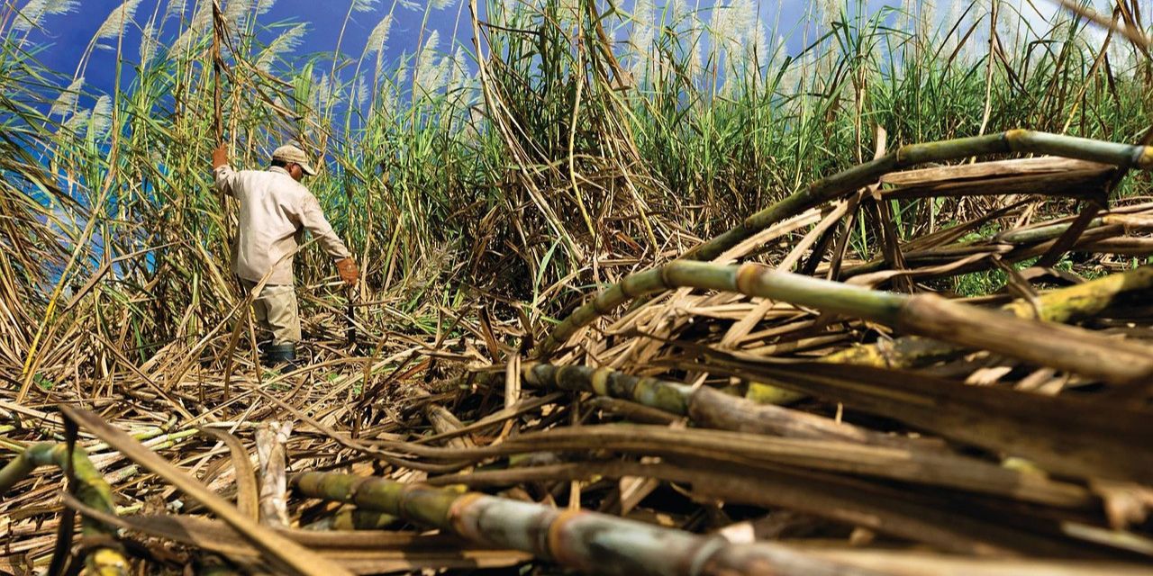 Tidak Hanya Tebu, Bioethanol Ternyata Bisa Dikembangkan dari Sumber Lain