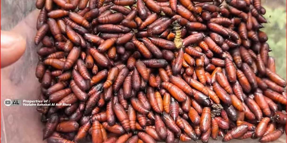 Hanya Muncul Setahun Sekali, Begini Serunya Berburu Ungker di Pelosok Hutan Jati Blora