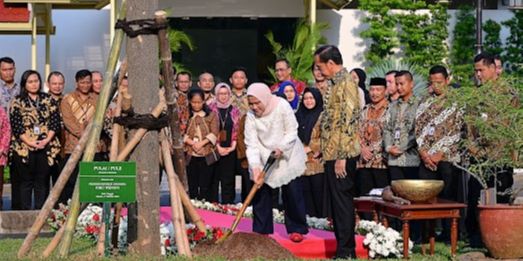 Jokowi Tanam Pohon Pulai di Istana Jakarta Jelang Pensiun, Ini Maknanya