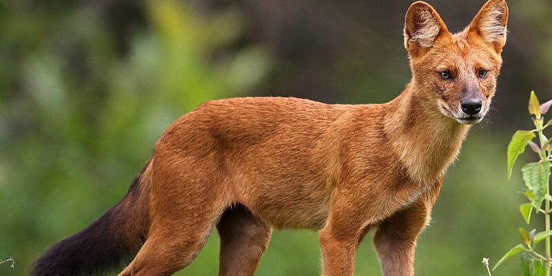 Mengenal Ajag, Anjing Hutan Asli Indonesia Punya Lolongan Panjang tapi Bukan Serigala