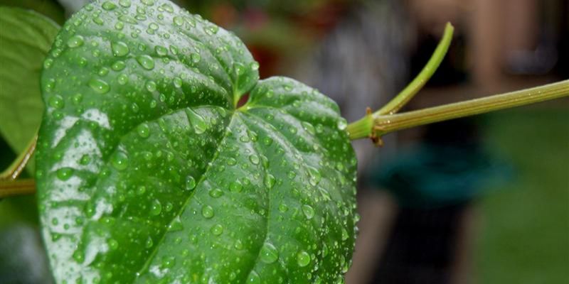 Mengapa Daun Sirih Jadi Andalan Kesehatan Mulut dan Tenggorokan? Simak Manfaatnya!