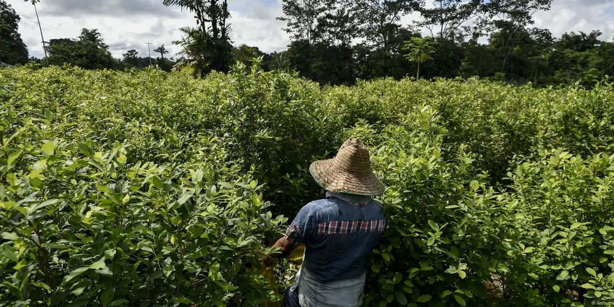 Produksi Kokain di Negara Ini Capai Rekor Tertinggi dalam Sejarah Pada 2023, Dipasok ke AS dan Eropa