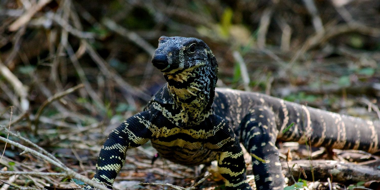 Jenis-jenis Reptil Ini Ternyata Banyak Peminatnya, Termasuk Biawak