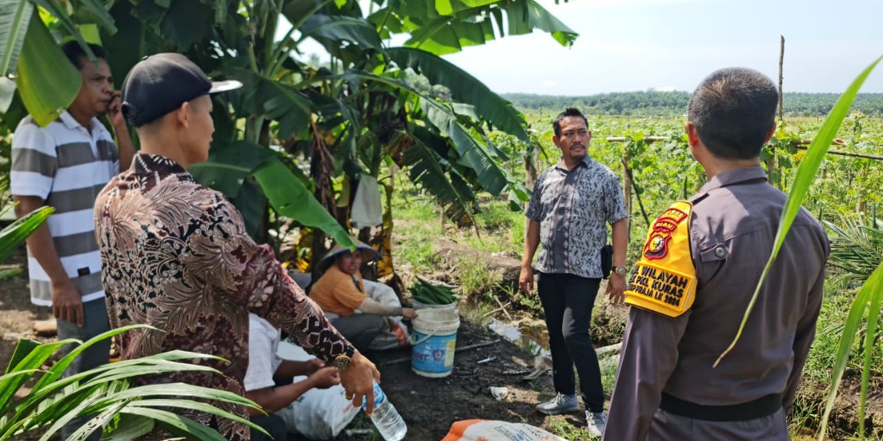 Pesan Damai Pilkada dari Ladang Petani