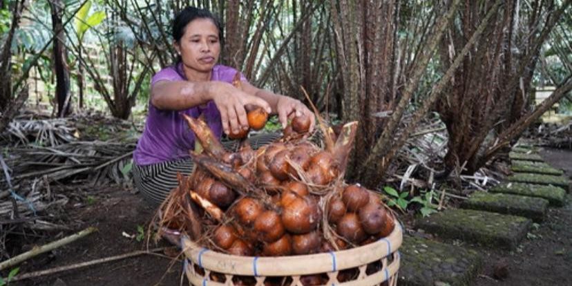 Mengunjungi Bangkalan Kota Salak Terkemuka di Jawa Timur, Ada Salak Apel hingga Salak Kerbau