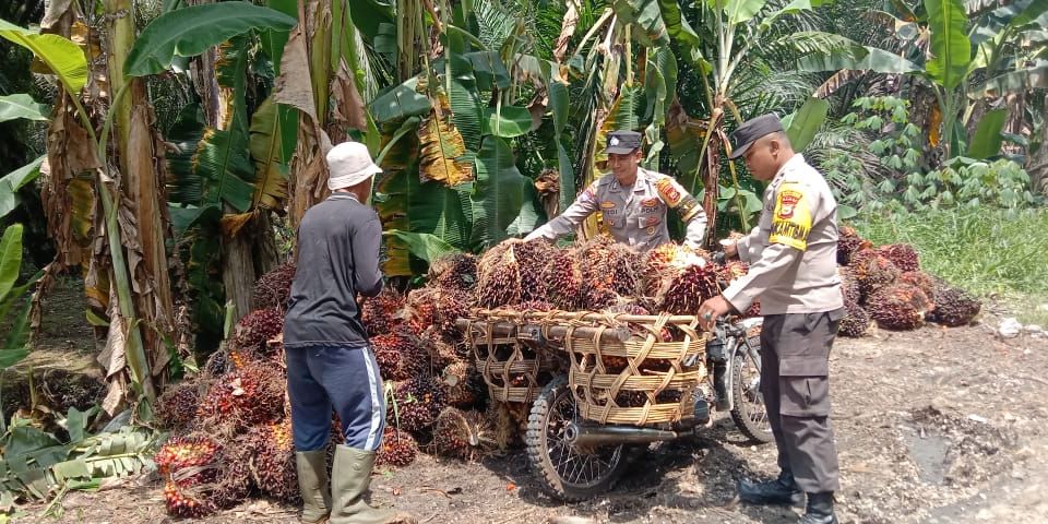 Aksi Bhabinkamtibmas Bermandi Keringat Bantu Petani Sawit