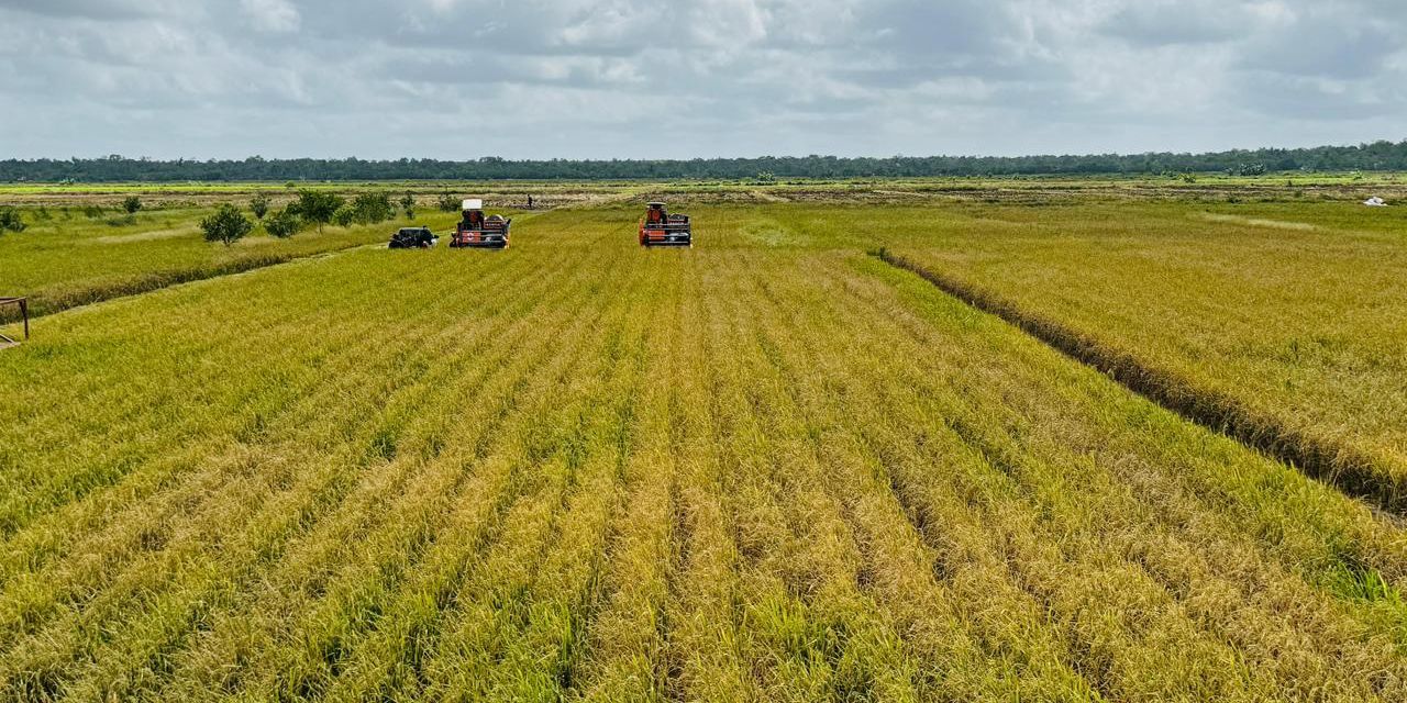 Kejar Swasembada Pangan, Anggaran Rp15 Triliun Disiapkan untuk Cetak Sawah