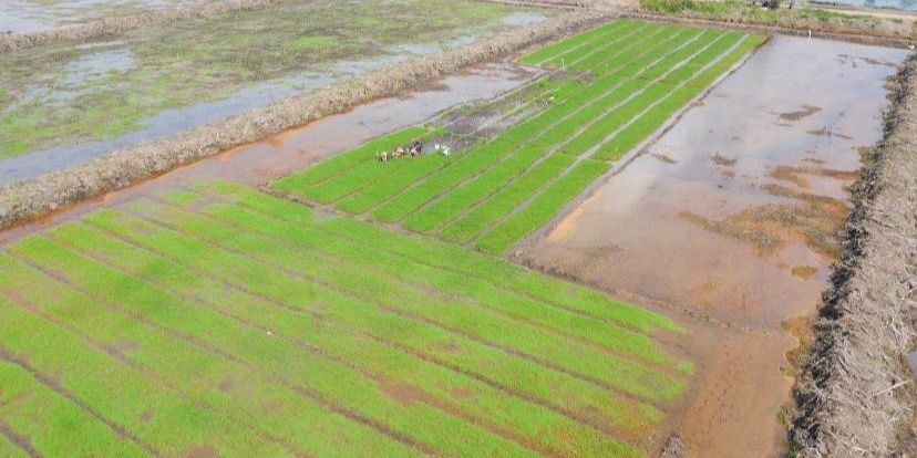 Prabowo Mau Hapus Utang Petani, Totalnya Ternyata Mencapai Rp8,3 Triliun