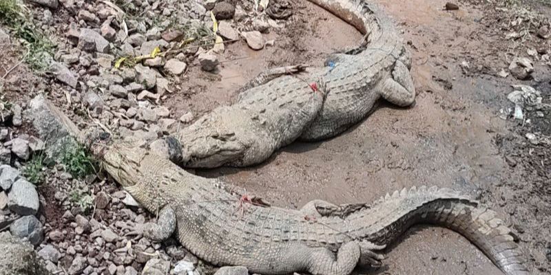 Kronologi Tembok Penangkaran Buaya di Cianjur Jebol, Warga Beraktivitas di Sungai Calung Diminta Waspada