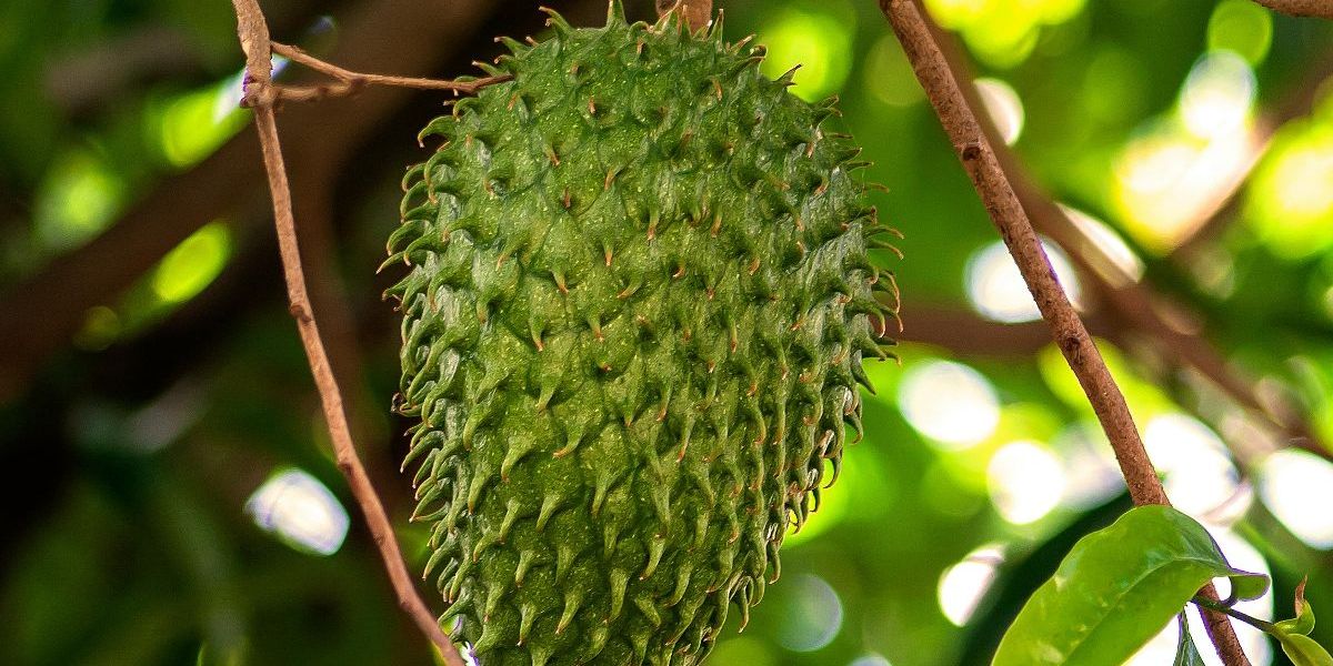 5 Khasiat Buah Sirsak bagi Kesehatan, dari Mencegah Diabetes hingga Mengatasi Asam Lambung