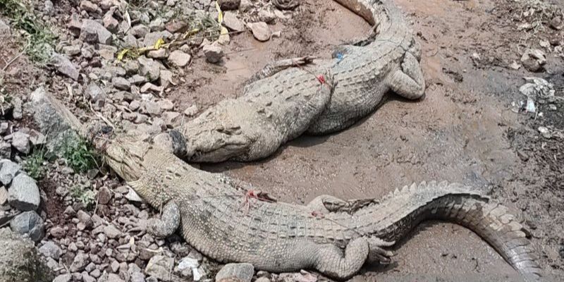 VIDEO: Geger Buaya Milik Pengusaha Cianjur Kabur Akibat Tembok Jebol, Punya 80 Ekor Ukuran 'Monster'