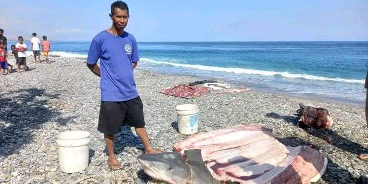 Potongan Tubuh Penyelam Ditemukan Dalam Perut Hiu