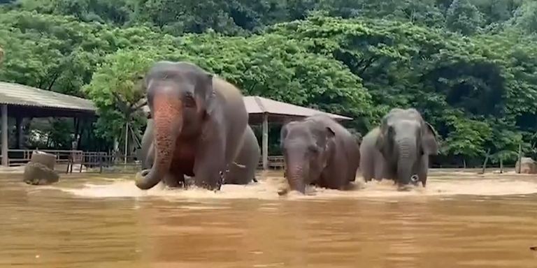 Cagar Alam Kebanjiran di Thailand, 100 Gajah Dievakuasi