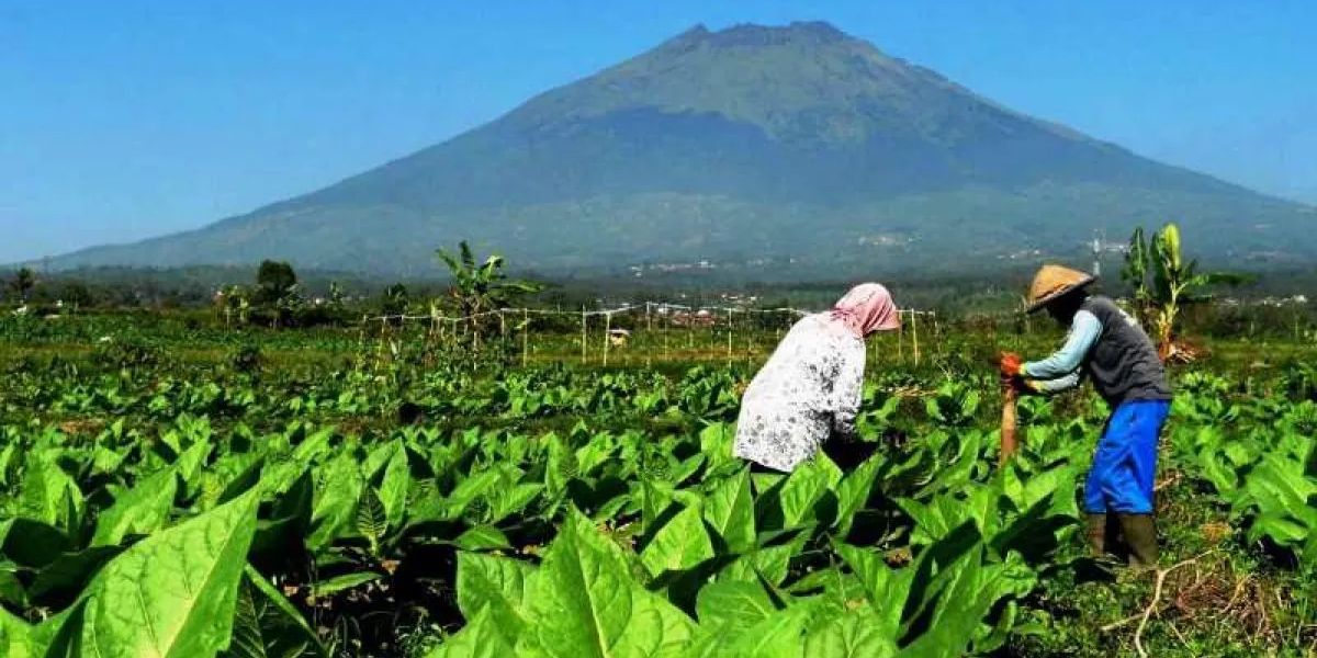 Jerit Petani Tembakau Soal Wacana Aturan Kemasan Rokok Polos Tanpa Merek