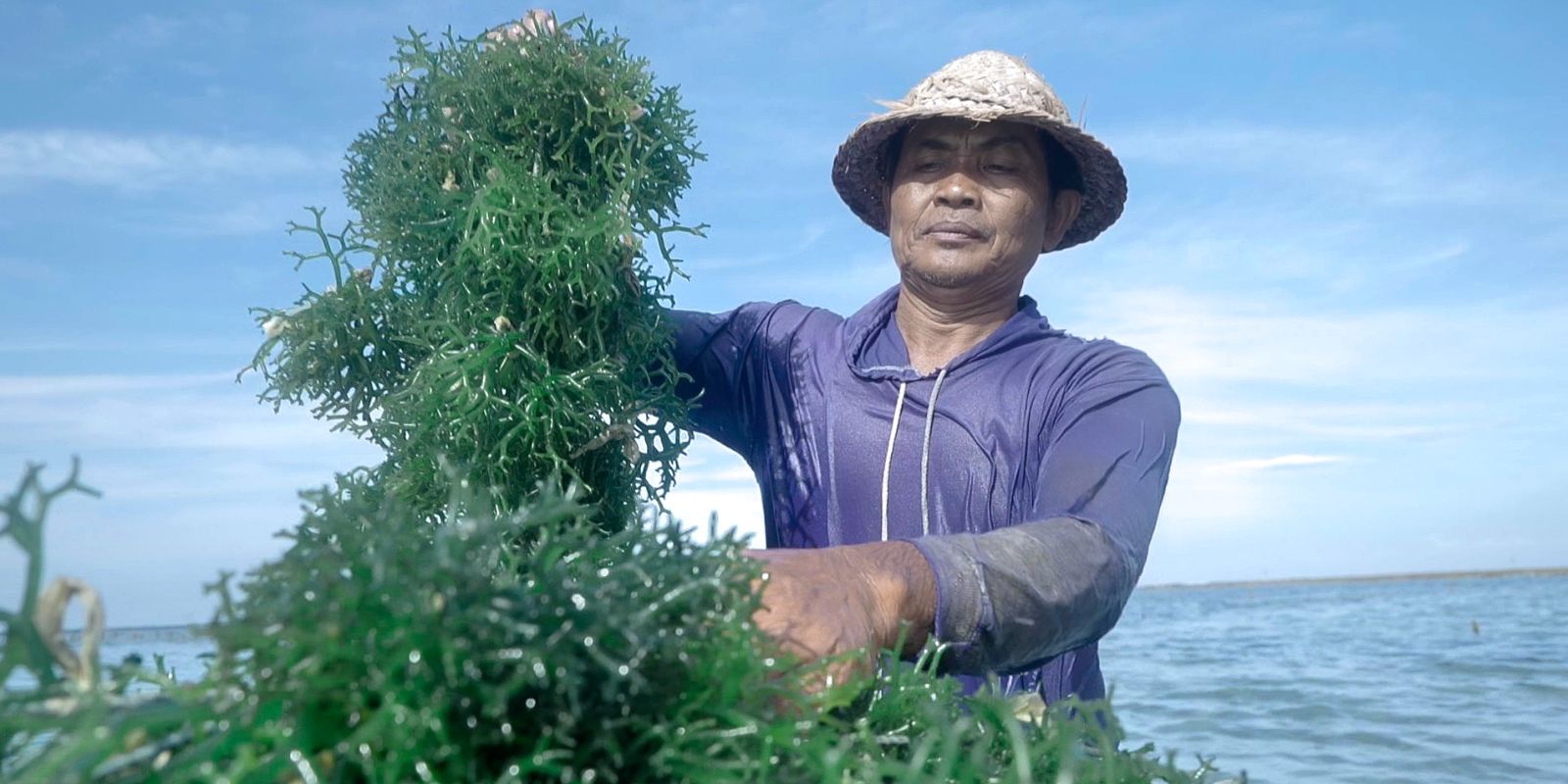 Pemberdayaan BRI Tingkatkan Skala Usaha Klaster Rumput Laut Semaya di Nusa Penida