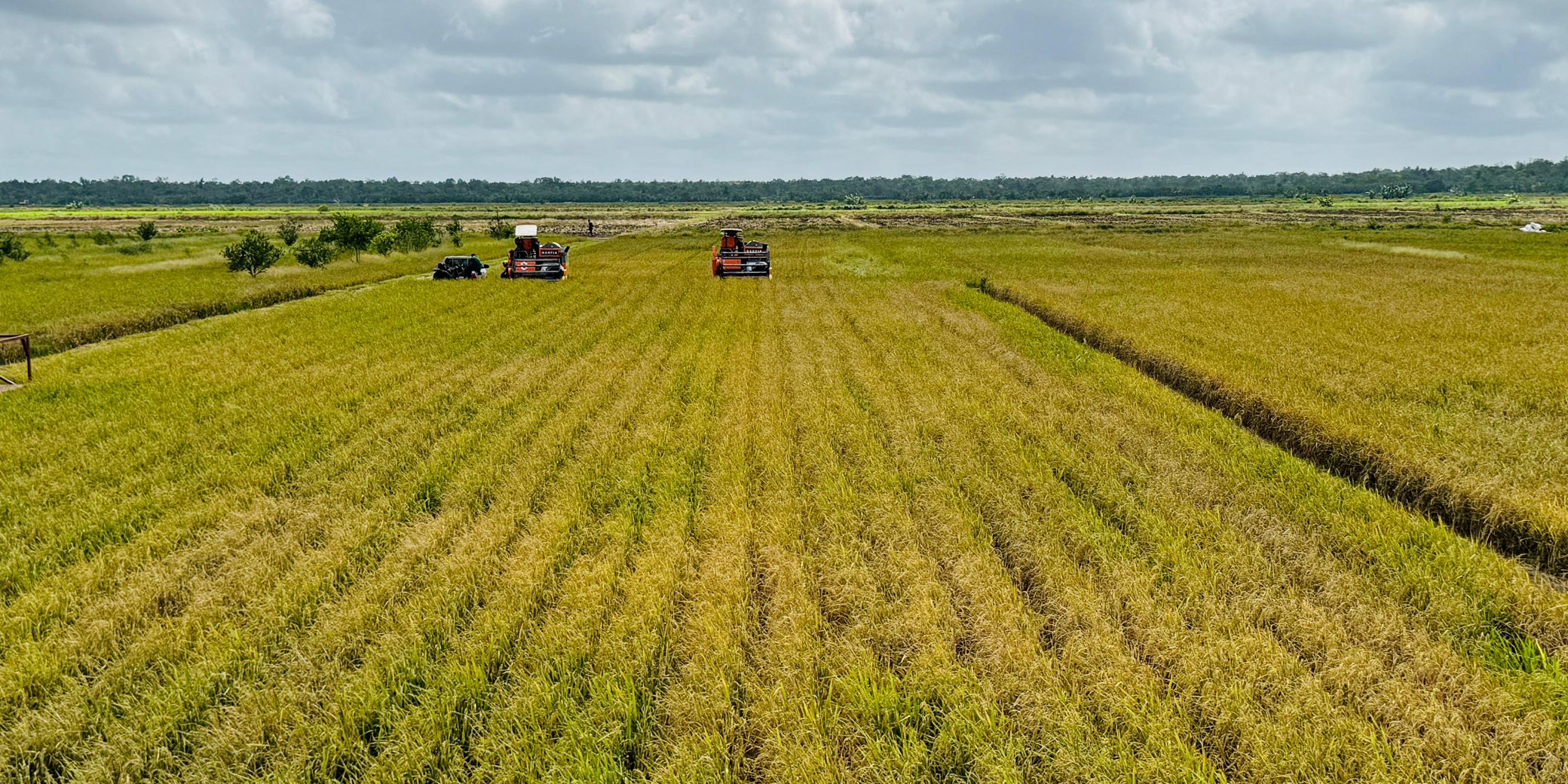 Merauke Panen Raya Padi Seluas 14.000 Hektare Hasil Optimasi Lahan Kementan