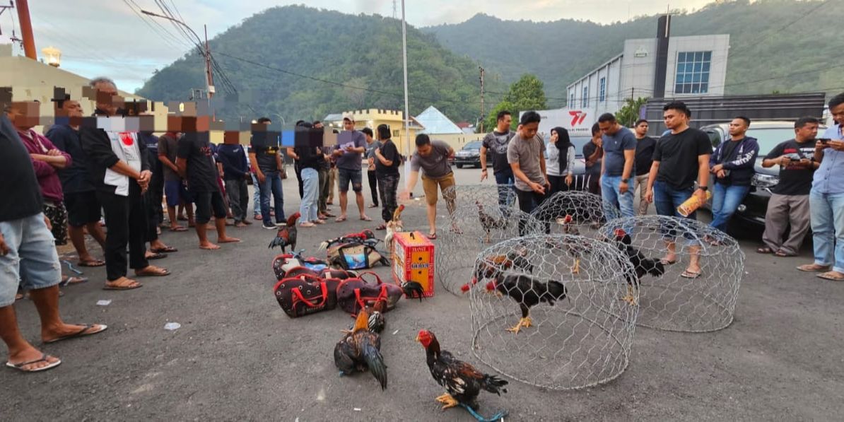 Bukannya Menindak, Polisi di Semarang Malah jadi Panitia Sabung Ayam