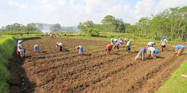 11 Hari Prabowo Jadi Presiden, Kesejahteraan Petani Meningkat 0,38 Persen, Ini Datanya