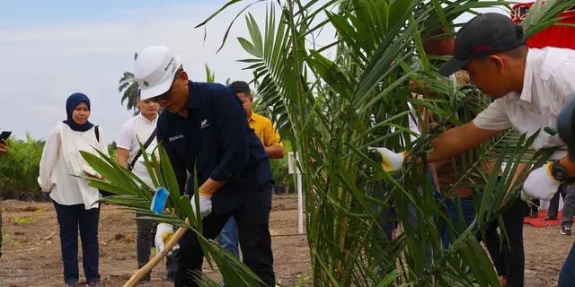 Produksi Gula PTPN Tahun 2024 Tembus 851 Ribu Ton