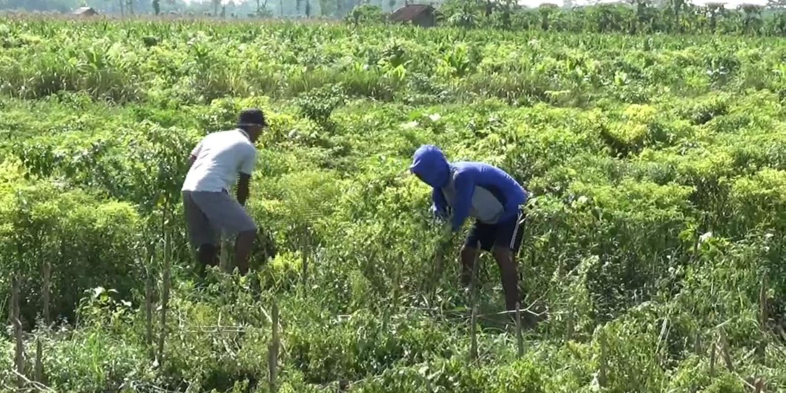 Pendapatan Petani Milenial Dijanjikan Pemerintah Capai Rp10 Juta per Bulan