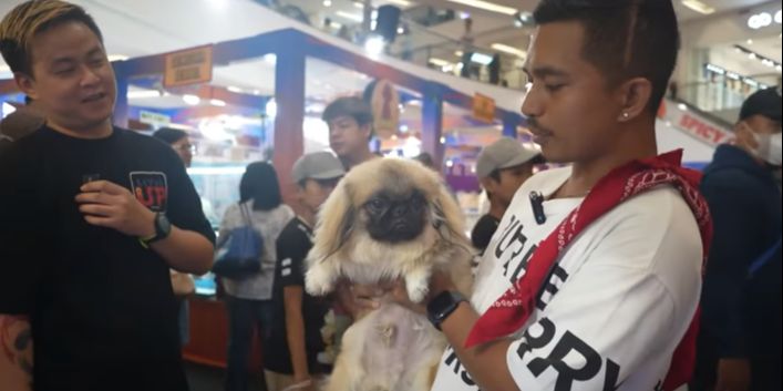 ⁠Lucu, Anjing Pekingese Kerajaan China di Usia 6 Bulan Harganya Rp13 Juta 'Wah Keren Banget'