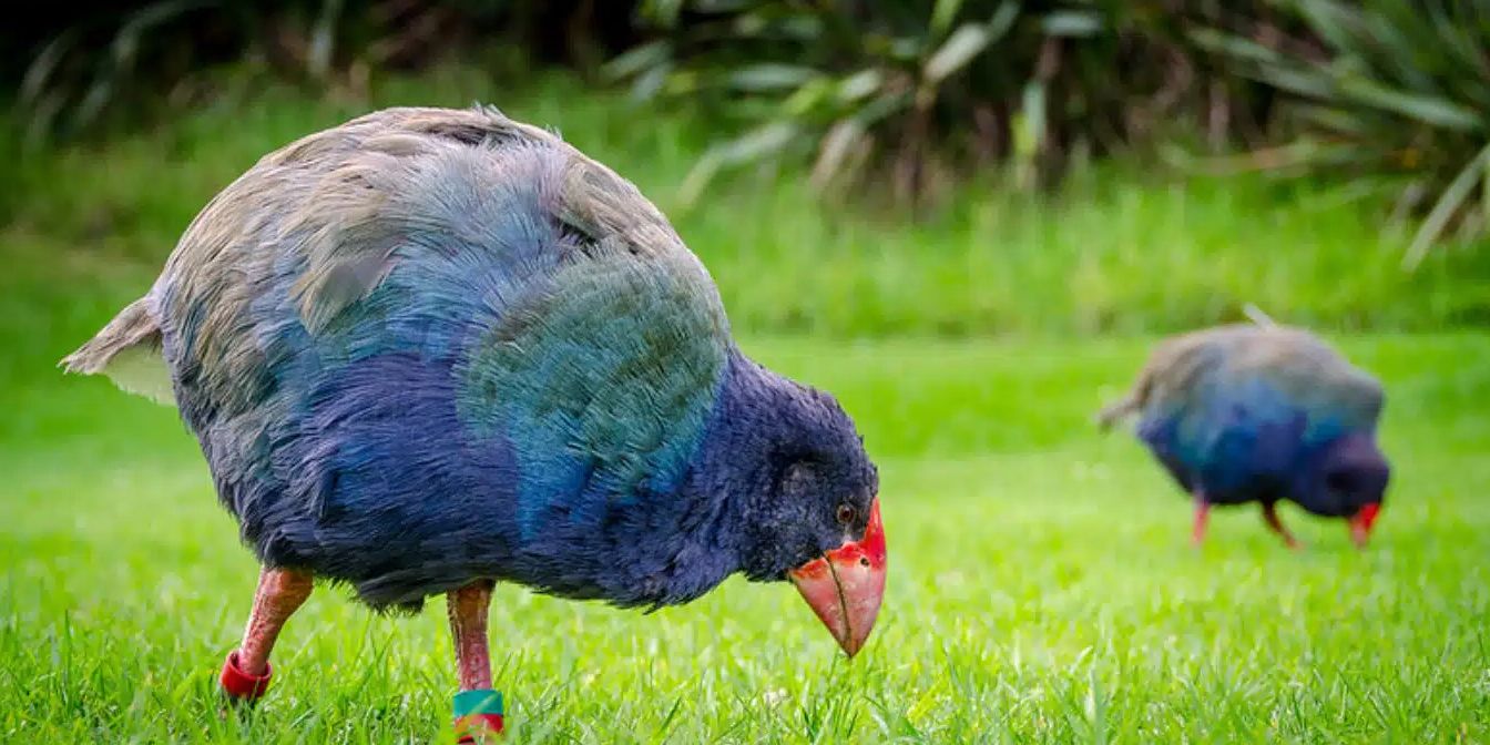 Burung Prasejarah yang Menghilang Berabad-abad Ditemukan Kembali Bikin Geger Ilmuwan