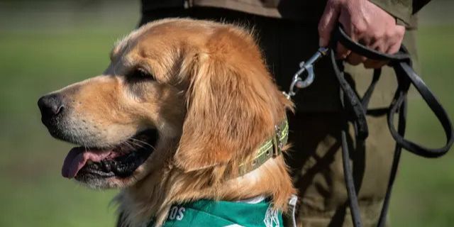 Ilmuwan Ungkap Ukuran Otak Pada Anjing Penentu Tingkat Kecerdasan, Hasil Temuannya Mengejutkan