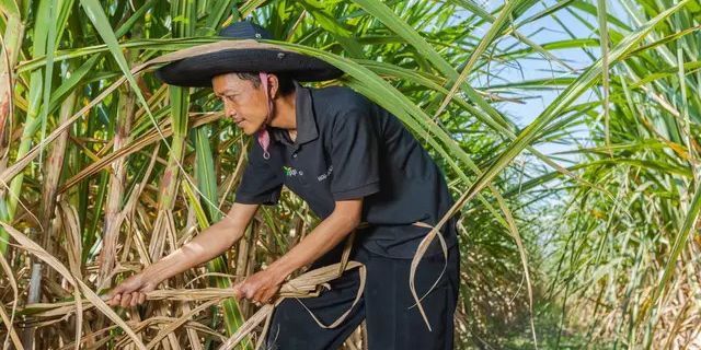 Pemerintah Target Swasembada Gula 2028, PTPN Putar Otak Tingkatkan Produksi