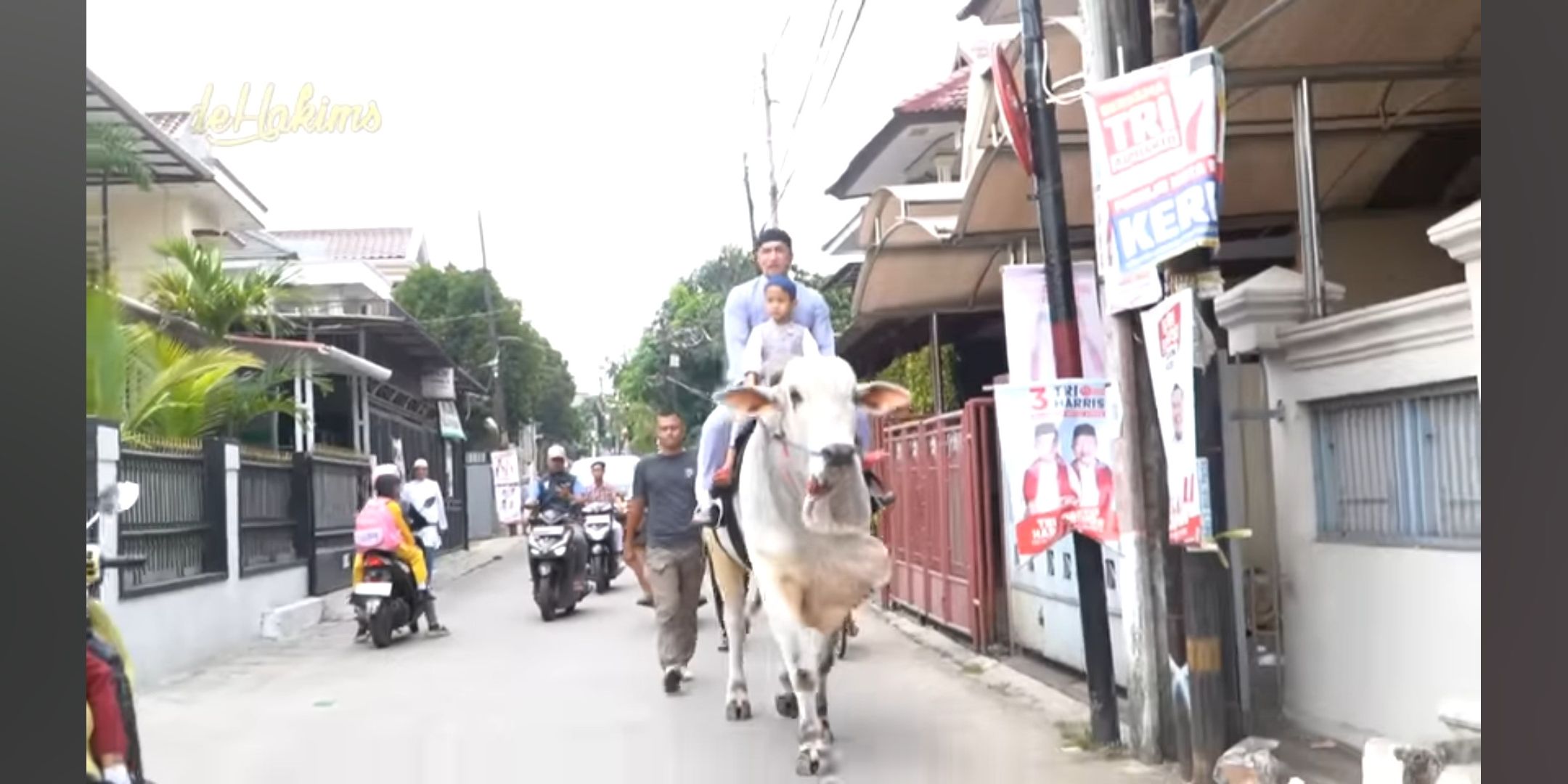 Gokil, Irfan Hakim Berangkat Salat Jumat Naik Seekor Sapi dan Bagi-bagi Nasi Kotak