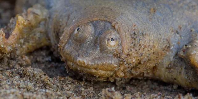 Mirip Katak Tapi Bukan, Hewan Predator Ini 95 Persen Hidupnya Hanya Diam Tak Bergerak Sama Sekali