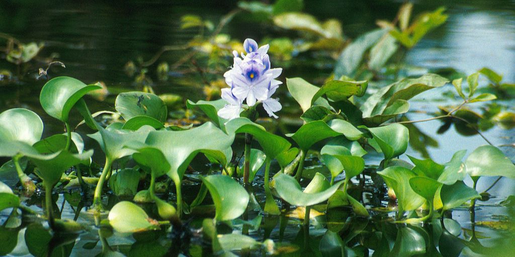 5 Tanaman Air yang Bisa Membersihkan Kolam Ikan hingga Jernih, Bikin Kolam Lebih Bersih dan Ikan Lebih Sehat