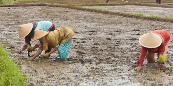 Kementan Buka Rekrumen Brigade Swasembada Pangan, Pendapatannya Rp10 juta/Bulan