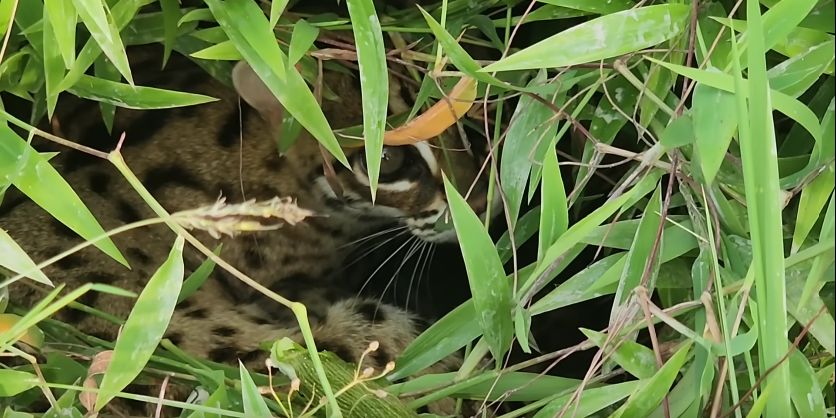 Mungil dan Lucu, Macan Akar yang Dilindungi Undang-undang Ditemukan di Tengah Sawah