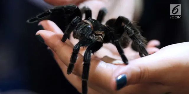 Selundupkan Ratusan Ekor Tarantula, Kelabang dan Semut dari Hutan Amazon, Pria Asal Korea Selatan Ditangkap di Peru